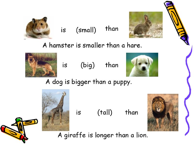 is (small) than is (big) than is (tall) than A hamster is smaller than